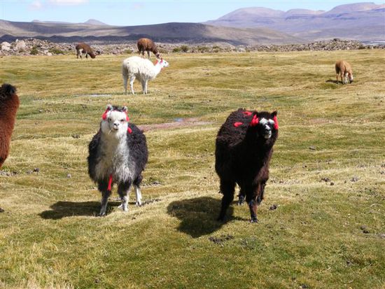 Alpacas mit praechtigem Wollschmuck.