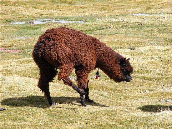 Alpacas haben kuerzere Schnauzen, aber mehr Wolle als Lamas und sie lieben das Wasser. Deshalb ist das Bofedal ein optimaler Lebensraum fuer sie.