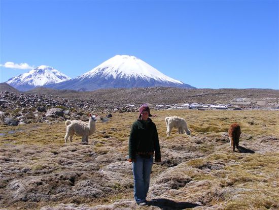 Spaziergang durch Alpacaherden.