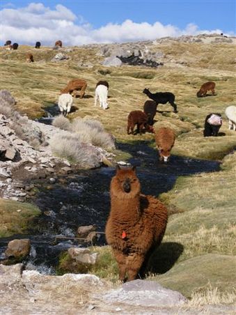 Lamas und Alpacas werden aufgrund ihrer dicken Wolle gezuechtet, waehrend Guanacos und Vicuñas wild leben.
