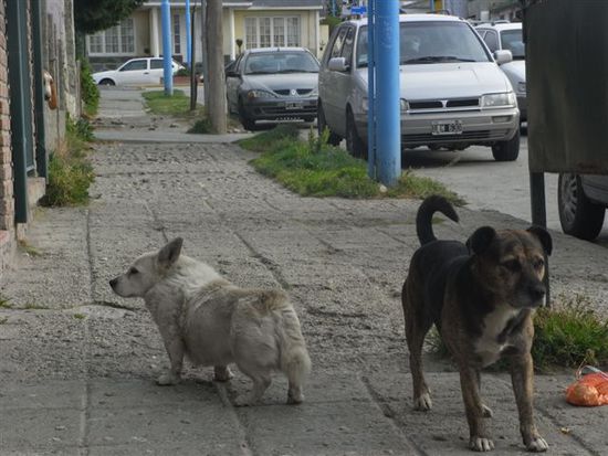 Der Rudelfuehrer liess sich leider nicht ablichten. Man beachte ausserdem den Beagle im Hauseingang.