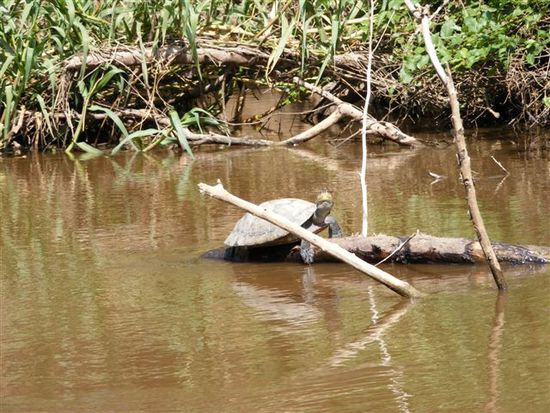Eine der vielen Schildkroeten, die sich die Sonne auf den Panzer scheinen lassen.