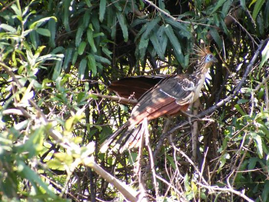 Paradiesvogel