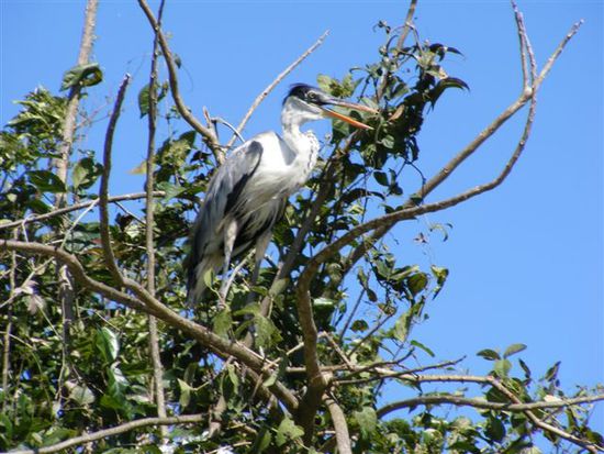 Storch