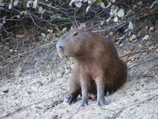 Wasserschweine oder Capybaras sind unverkennbar mit Meerschweinchen verwandt,