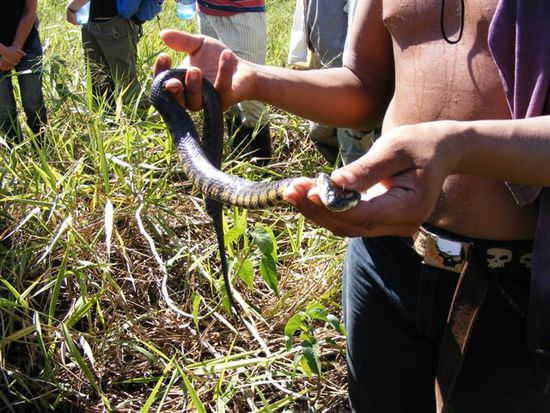 und eine Babyanaconda - im Hinterleib verdaut sie gerade ihre Beute.