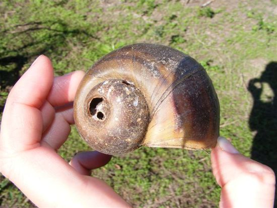 Riesenschneckenhaeuser