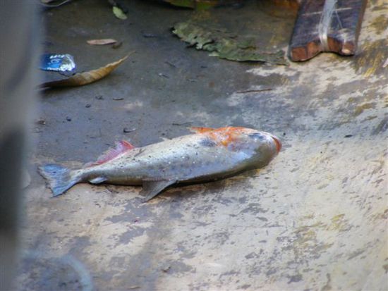 Die roten Piranhas sind die gefaehrlichsten weil sie in Schwaermen unterwegs sind.