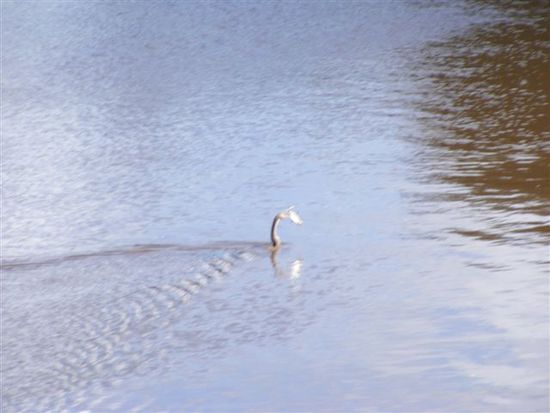 Dieser Vogel war erfolgreich beim Fischfang.