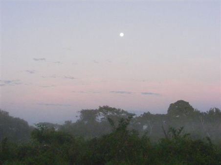 Kurz vor dem Sonnenaufgang liegt noch der Nebel ueber den Baeumen.