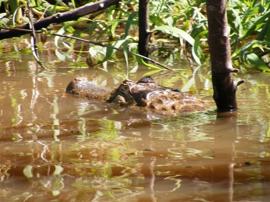 Die Krokos sind gut getarnt im Wasser und tauchen schnell unter, wenn wer naeher kommt.