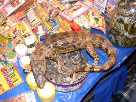 Getrocknete Alligatorbabies und -embryos helfen in zerriebenem Zustand gegen Gelenksschmerzen.