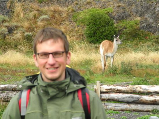 Guanacos