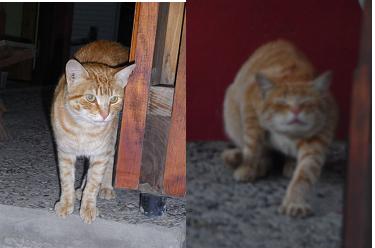 Florians Garfield lebt jetzt hier