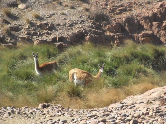Wieder einmal Guanacos