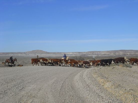 Auf der Fahrt zum versteinerten Wald kreuzen Gauchos und ihre Kuehe unseren Weg.