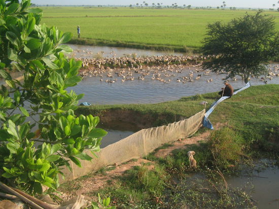 Enten hüten - unterwegs früh am Morgen nach Takeo.
