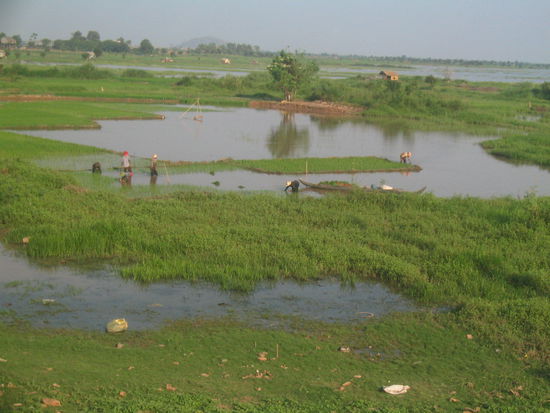 Reisanbau bei Kampong Chhnang. Wie sauber ist wohl das Wasser?