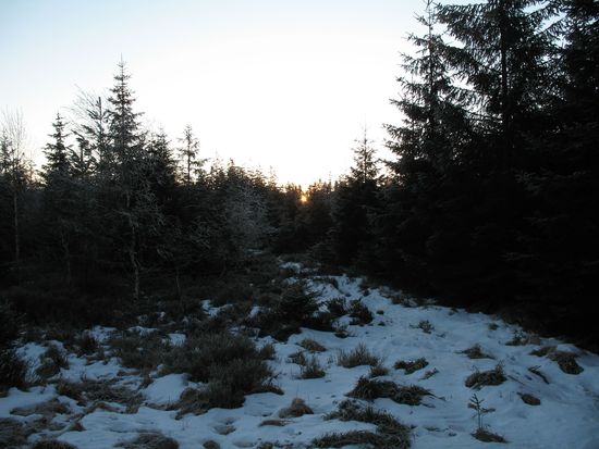 Auf dem Höhenrücken bei Kaltenbronn / Nordschwarzwald
