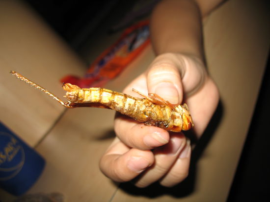 gekonnt zeigt sie mir, wie man die Heuschrecken in die Hand nimmt