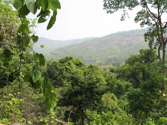 Alles ist gruen, so weit das Auge reicht