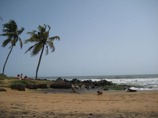 Palmen, Strand und Hunde. Davon gibt es in Indien so viel wie Sand am Meer.