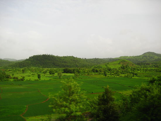 Die Grasgrüne Landschaft in Goa, nach der Monsun Zeit!