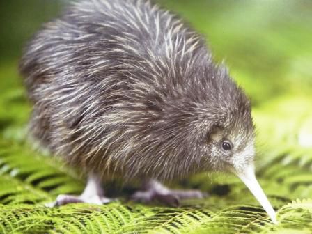ein Kiwi