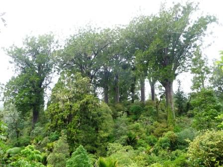 Kauri-Grove