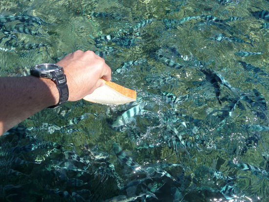 Fishfeeding