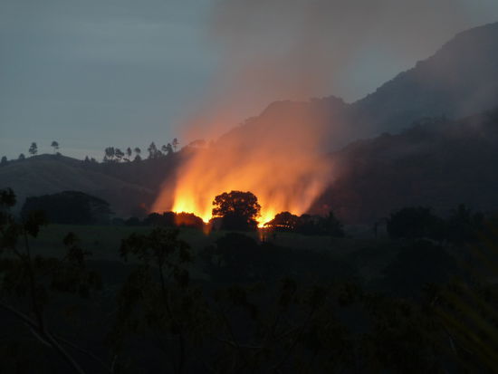 Zuckerrohrfelder werden abgebrannt