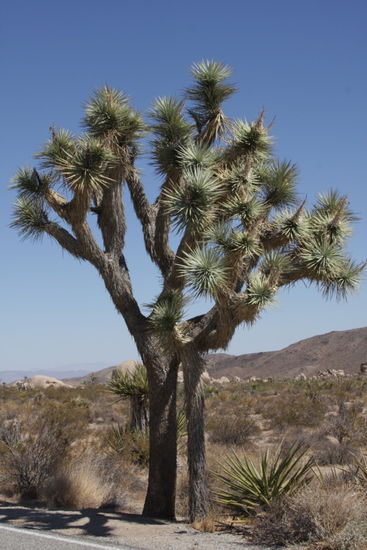 der Joshua Tree