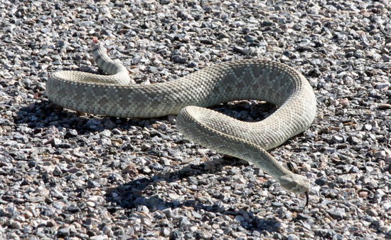 Klapperschlange leider ohne Klapper