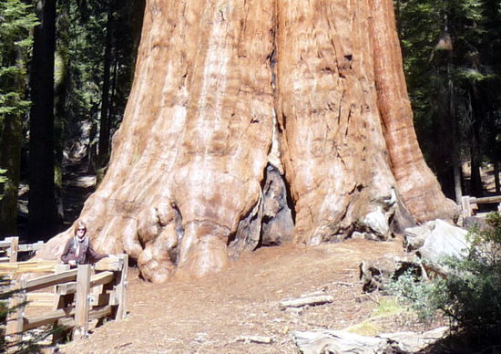 da bin ich! Und denkt ihr jetzt auch Sequoias sind wirklich groß.