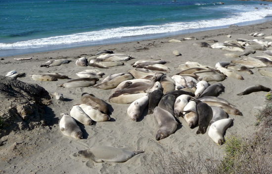 OK, süß aber auch ganz schön stinkig!