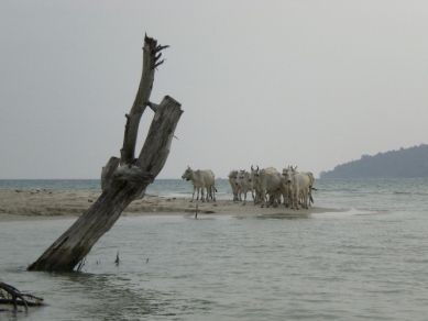und die Kuehe gingen durchs Wasser - Beweisfotos folgen