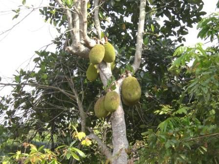 das ist ein Jackfruitbaum, die Fruechte sind bis zu 70 cm gross
