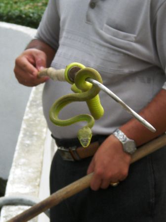 Bambooviper
