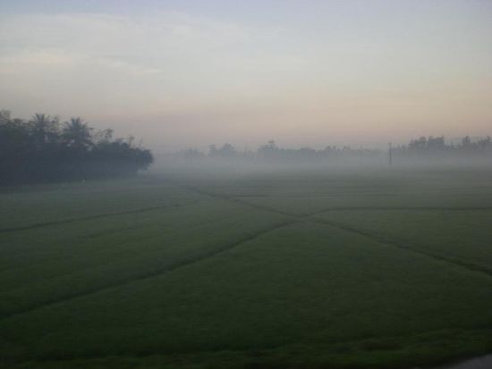 Reisfelder am Morgen vor der Ankunft in Hoi An
