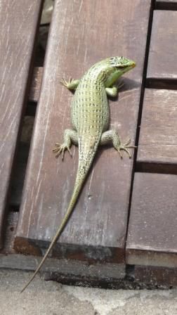 Skink