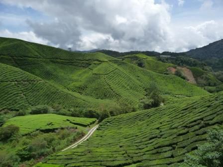 "Sungai Palas Tea Estate" Teeplantagen
