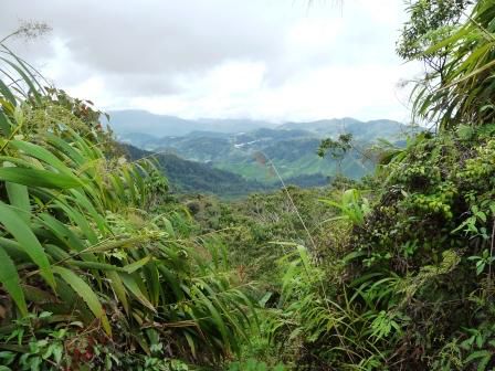 Trail 10 - Gunung Jasar (1670m)