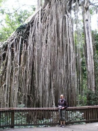 an der Curtain Fig