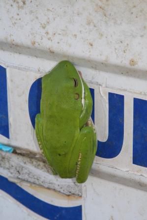 Weisslippenfrosch der Bootstouren mag