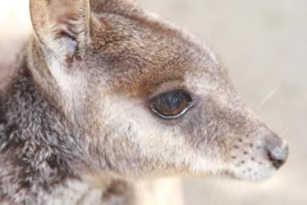 Felsen-Wallaby
