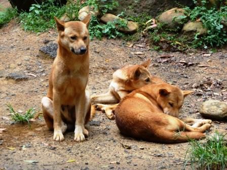 Dingos