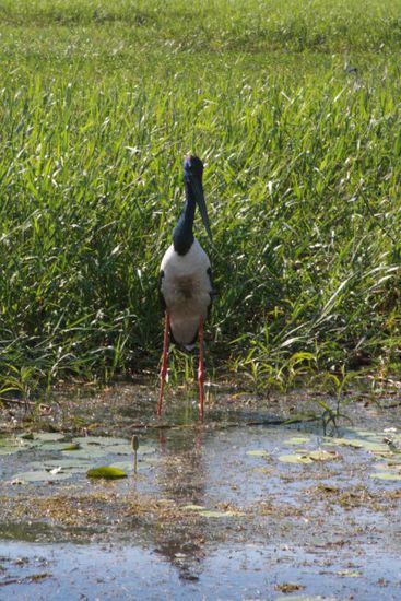 ein Jabiru (australischer Storch)