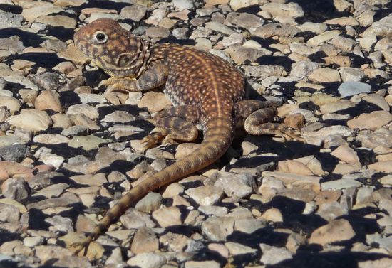 Central Netted Dragon Ctenophorus nuchalis