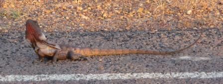 Frilled Lizard (Chlamydosaurus kingii)
oder auch einfach Kingi