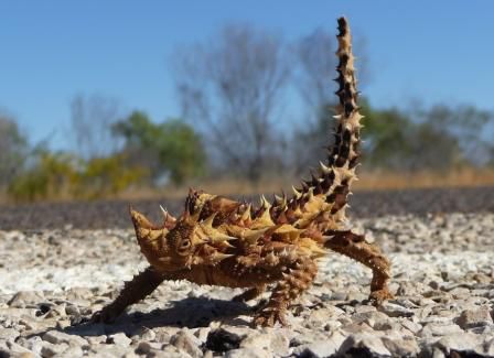Thorny Devil (Moloch horridus)